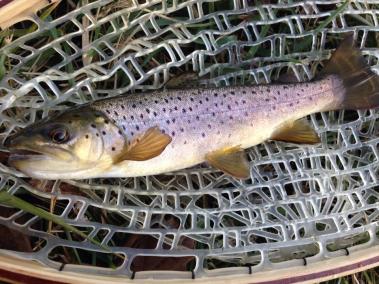 10961627_10203518887843858_1368131559_n